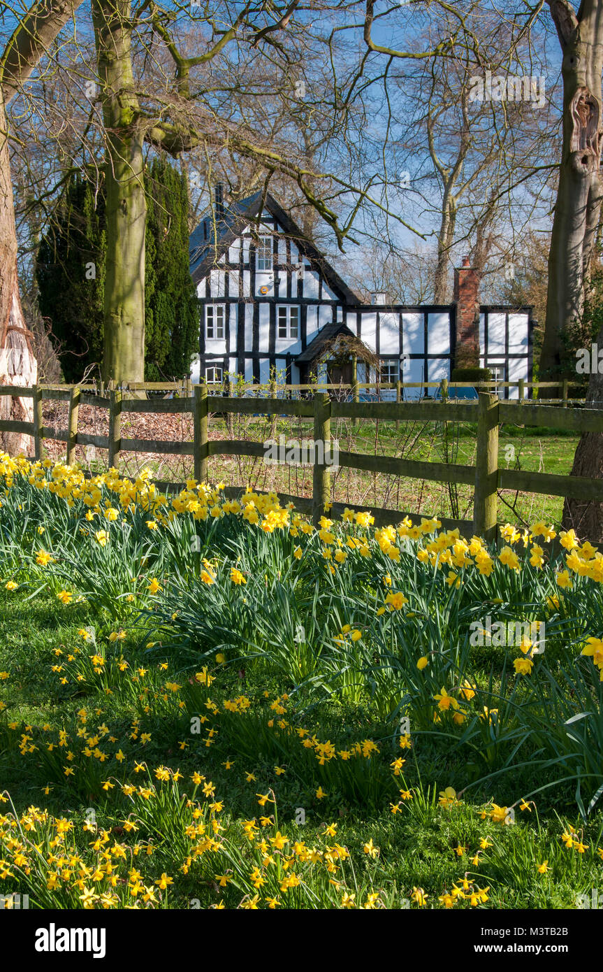 The Old Rectory black and white timber framed house in spring, Swettenham, Cheshire, England, UK Stock Photo