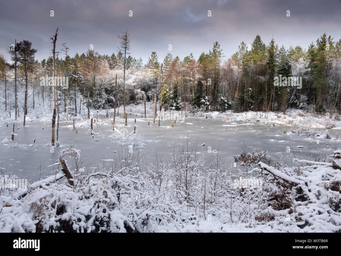 Blakemere Moss in winter, Delamere Forest, Delamere, Cheshire, England