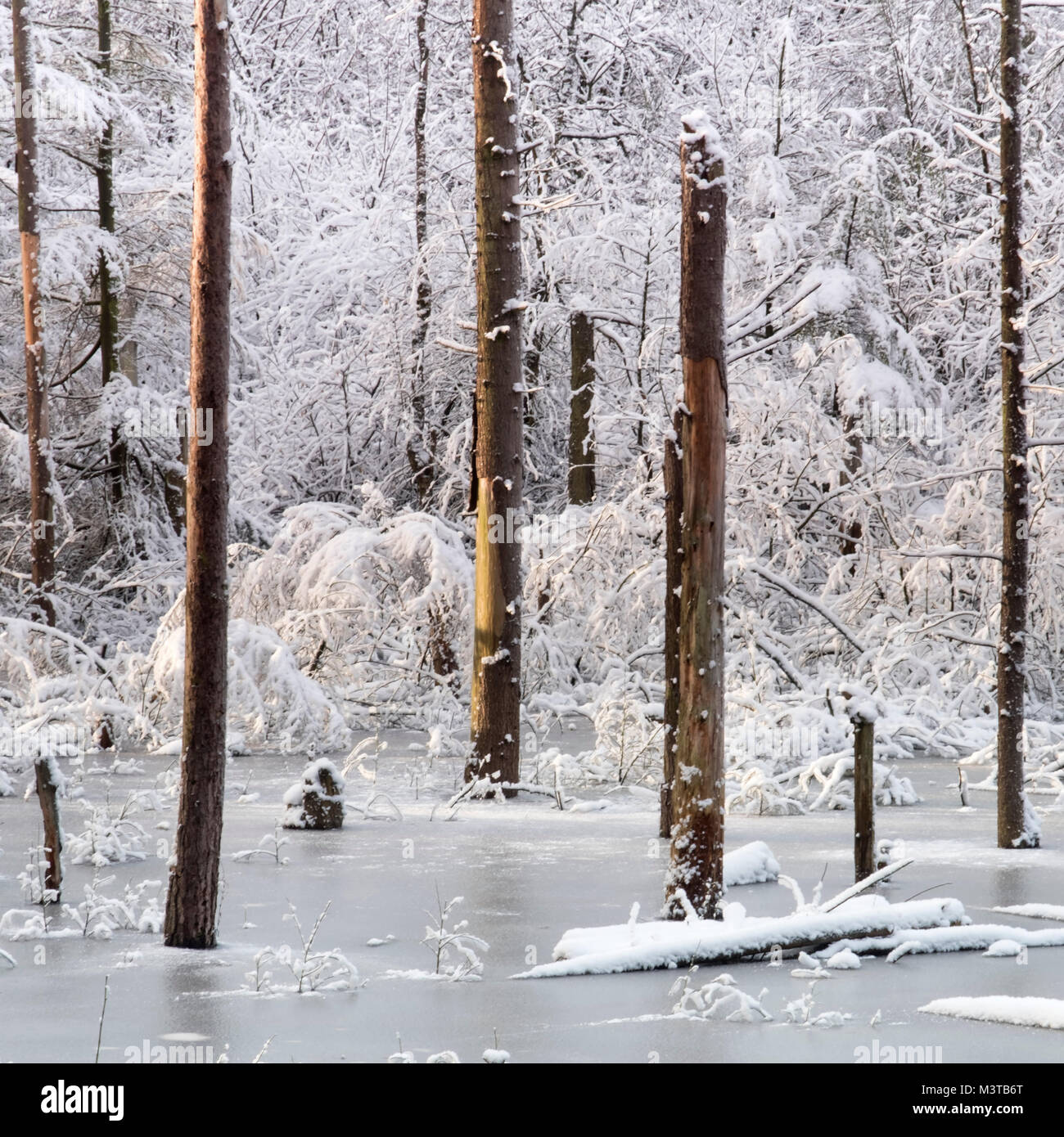 Delamere Cheshire High Resolution Stock Photography and Images Alamy