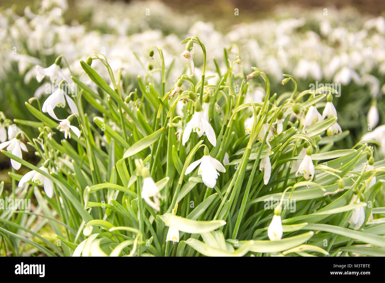 First Snowdrops of Spring Stock Photo - Alamy