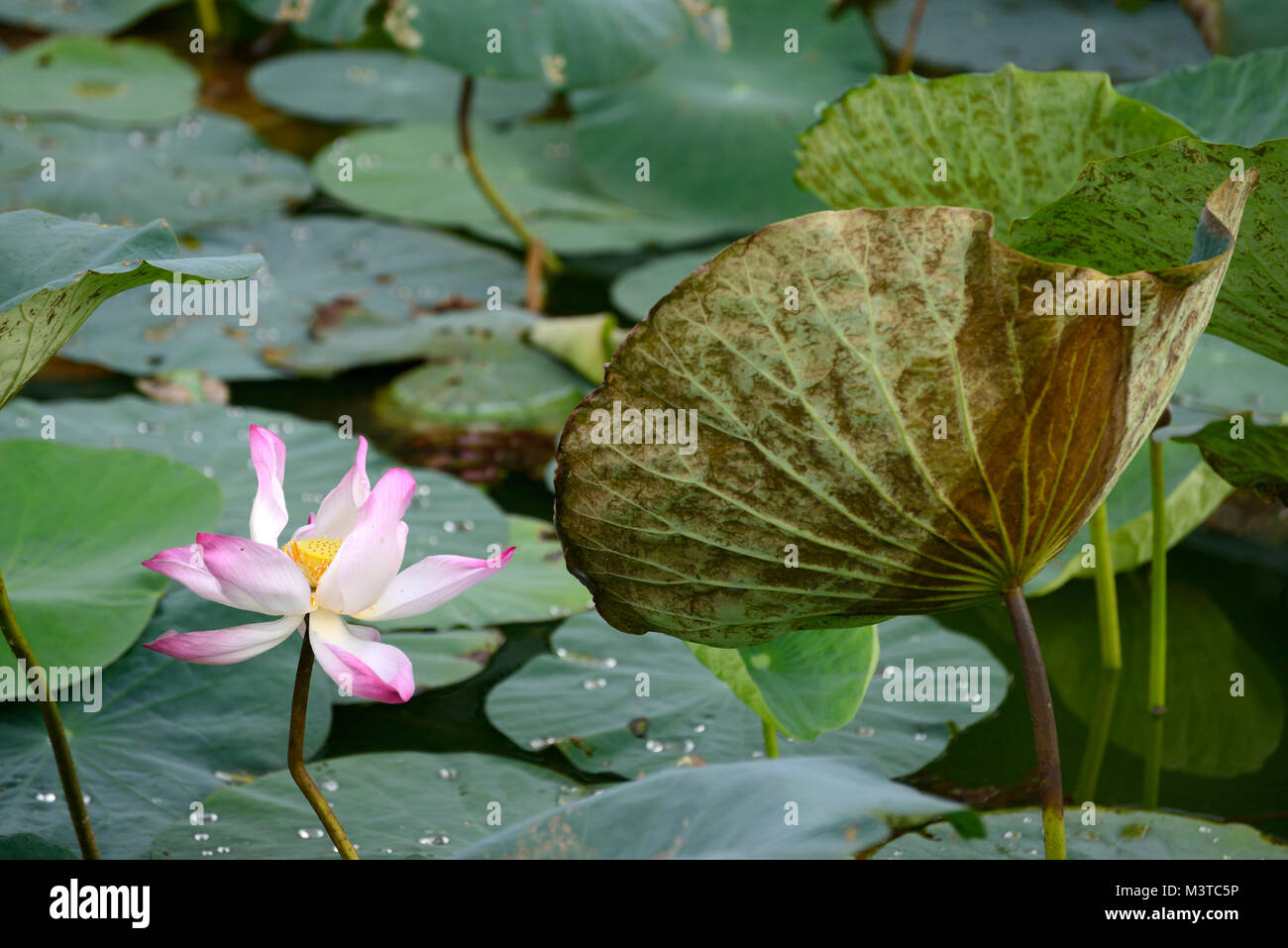 Lotus flower, People’s Park, Yangon, Myanmar Stock Photo Alamy