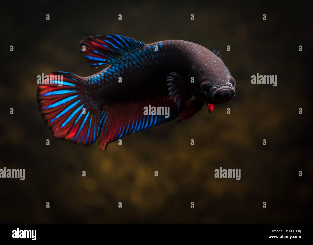 Common male betta fish Stock Photo