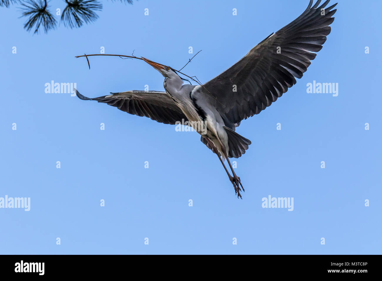 Flying blue heron Stock Photo