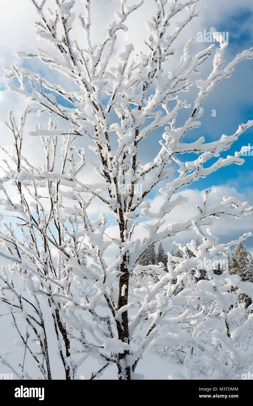 Beautiful winter snow cowered and rime frosting tree on mountain slope ...