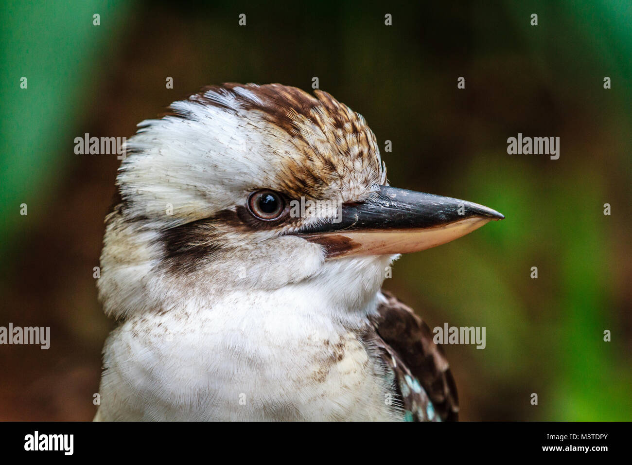 Kookaburra, Queensland, Australia. Close-up. Head shot. Stock Photo