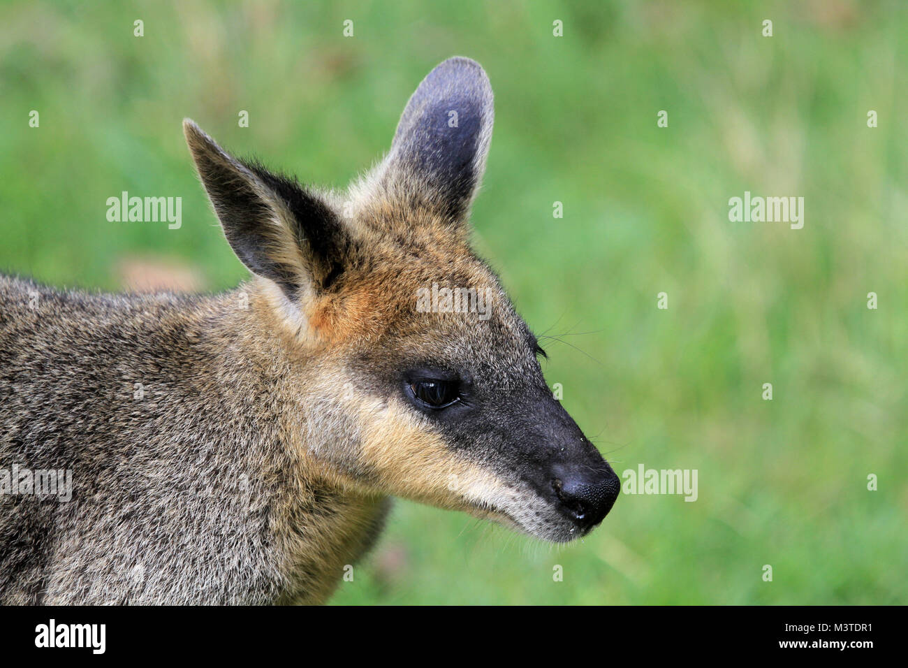 Whiptail wallaby, Queensland, Australia. Head shot. Stock Photo