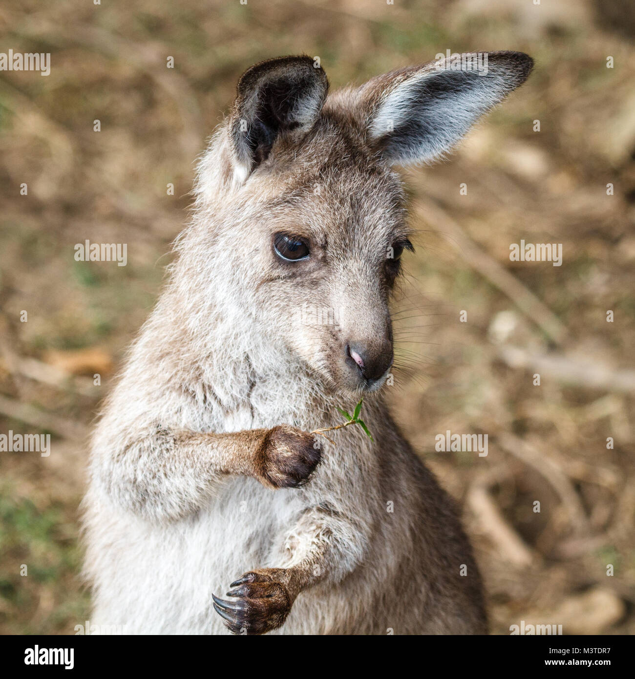 Cute grey kangaroo joey, Queensland, Australia. Portrait. Square image. Stock Photo