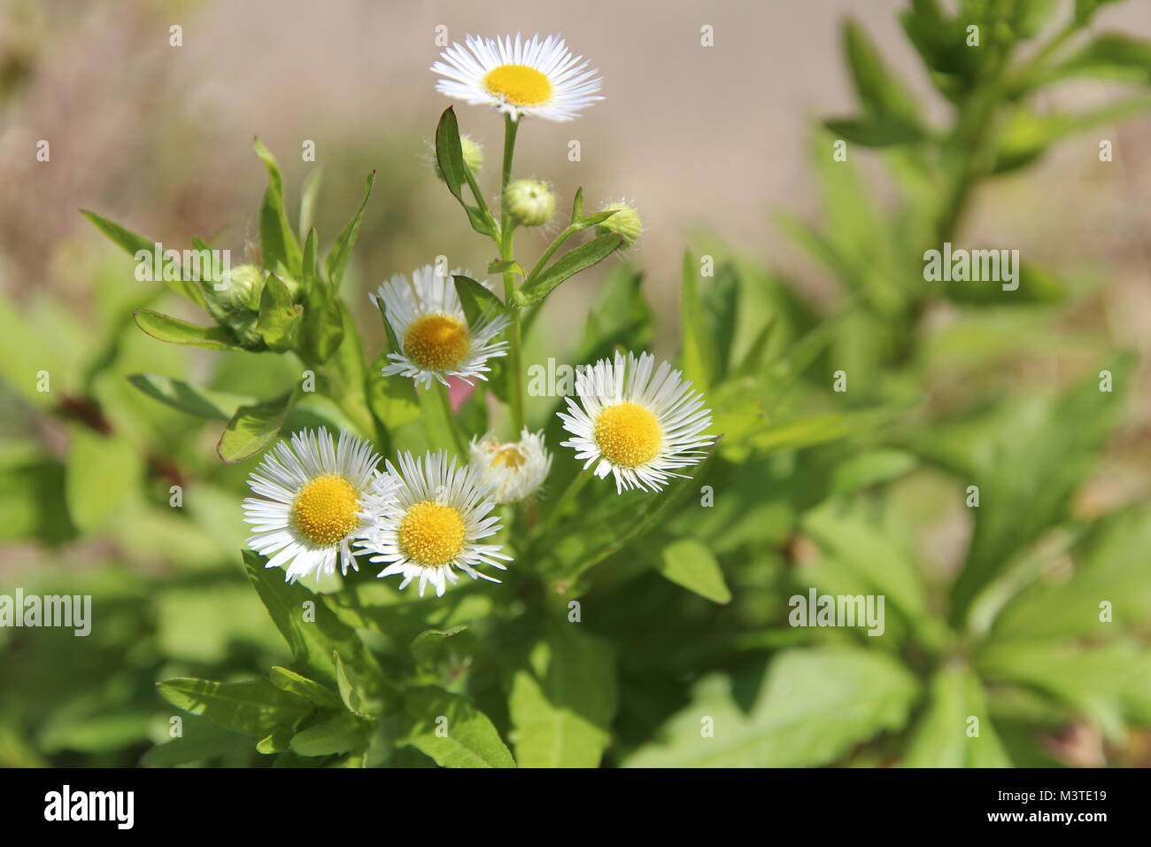 Blossom daisy fleabane (Erigeron strigosus) in sunny day, South Korea Stock Photo