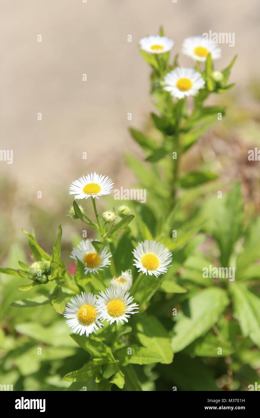 Blossom daisy fleabane (Erigeron strigosus) in sunny day, South Korea Stock Photo