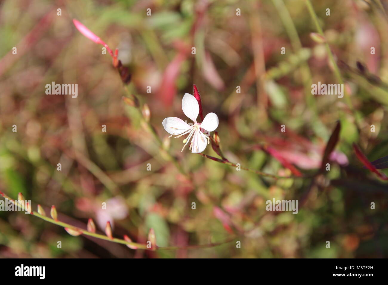 Little flower with 4 pinkish petals in suuny day, South Korea Stock Photo