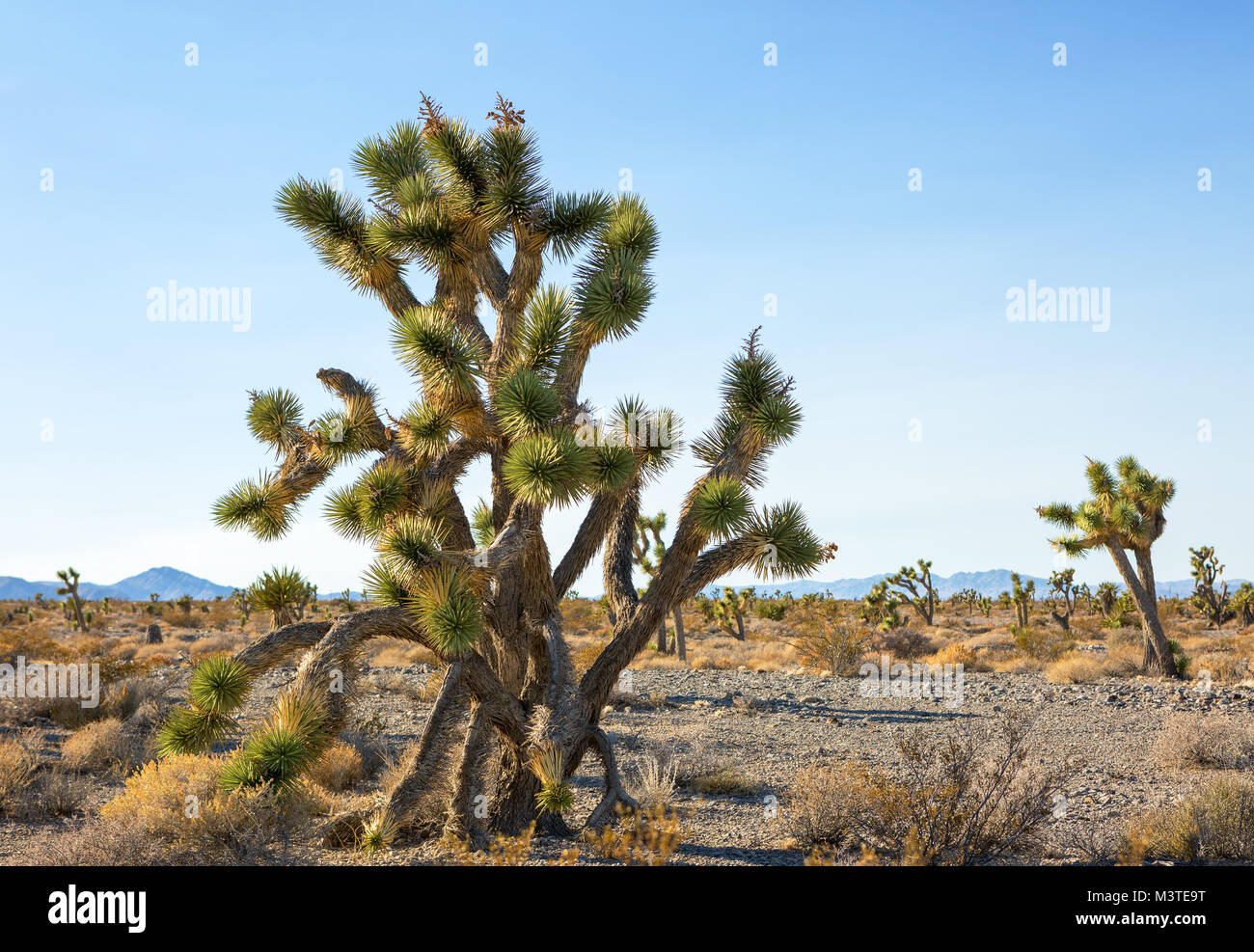 Joshua Tree and forest  in the Mojave National Preserve,  southeastern California, United States Stock Photo