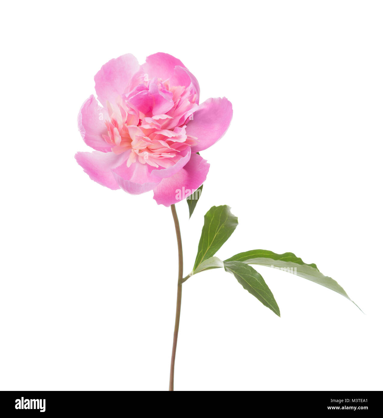 Pink peony  isolated on white background. Stock Photo