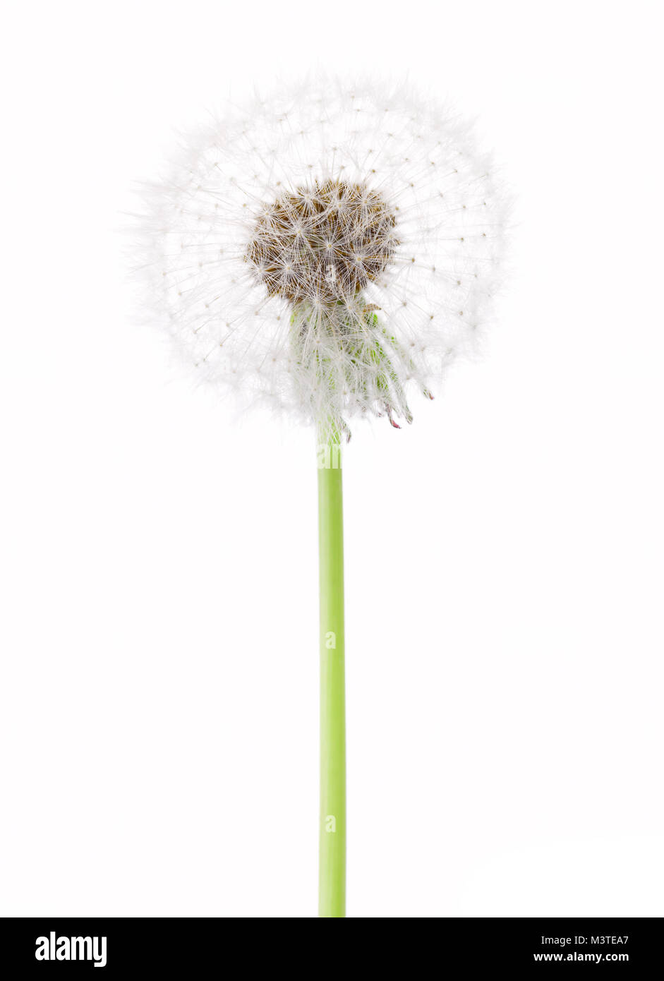 Dandelion ( seed head)  isolated on white background. Stock Photo