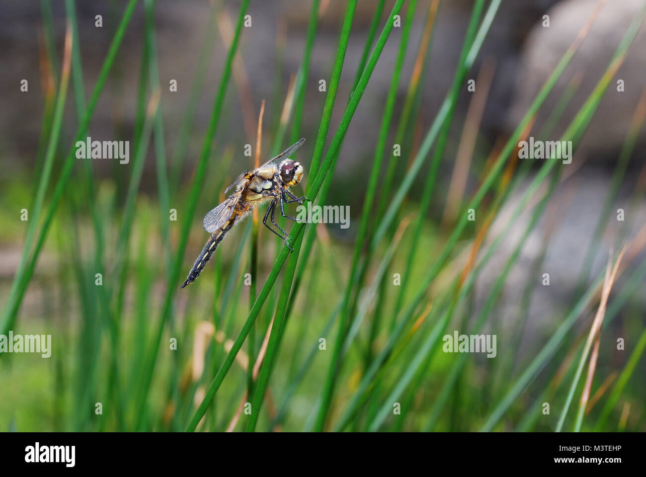 large dragonfly sitting on a blade of grass at the pond Stock Photo - Alamy