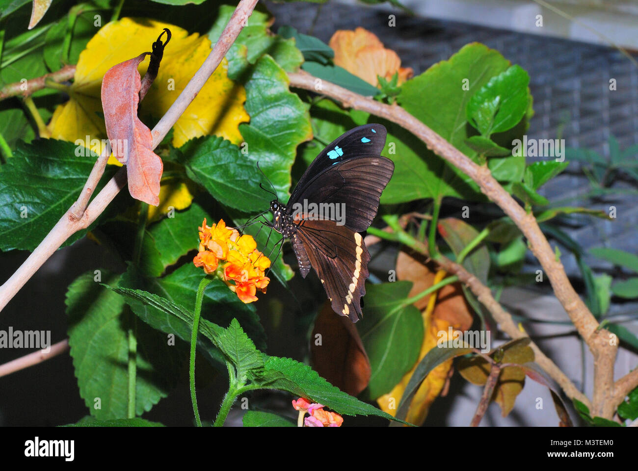 brown butterfly in a butterfly house in vienna Stock Photo Alamy