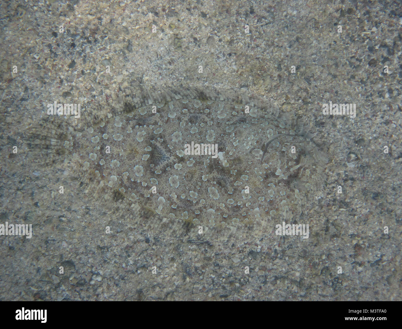Flat fish camouflage hires stock photography and images Alamy