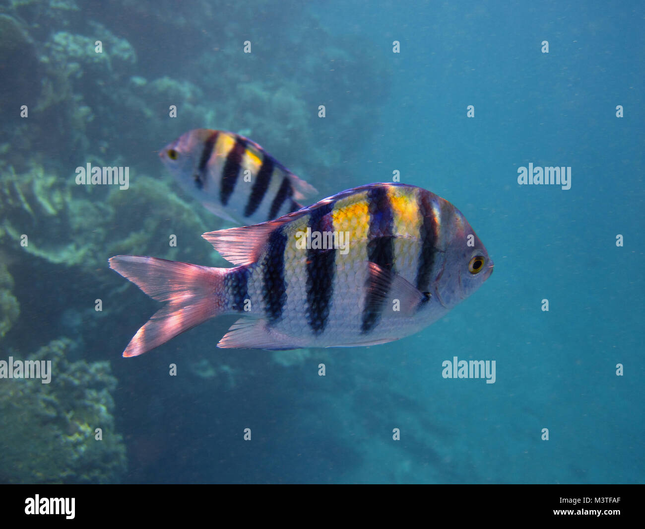 Small Black And Yellow Striped Fish Swimming In Coral Reef In The