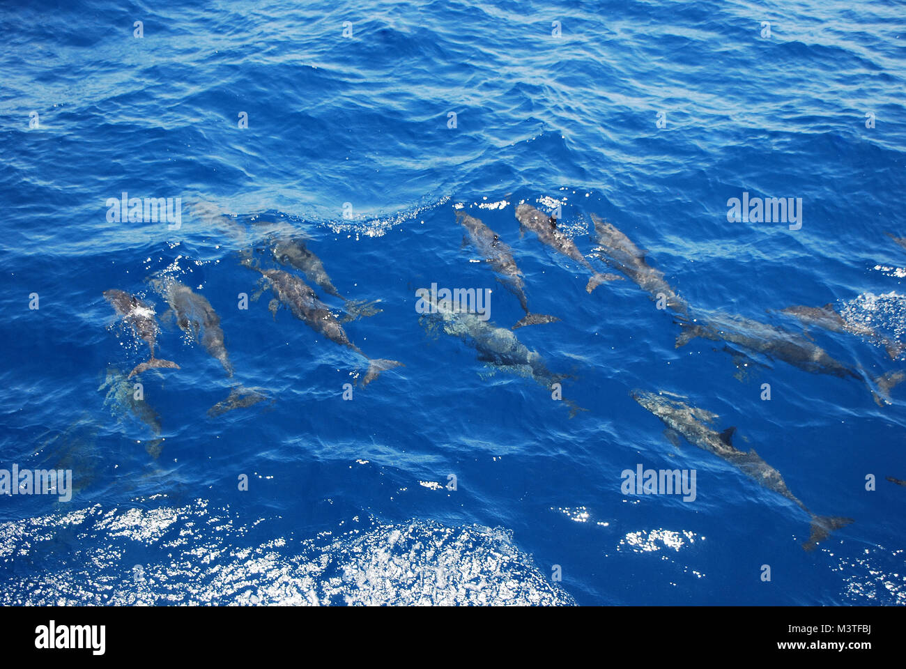 many small dolphin swim alongside boat in the sea Stock Photo