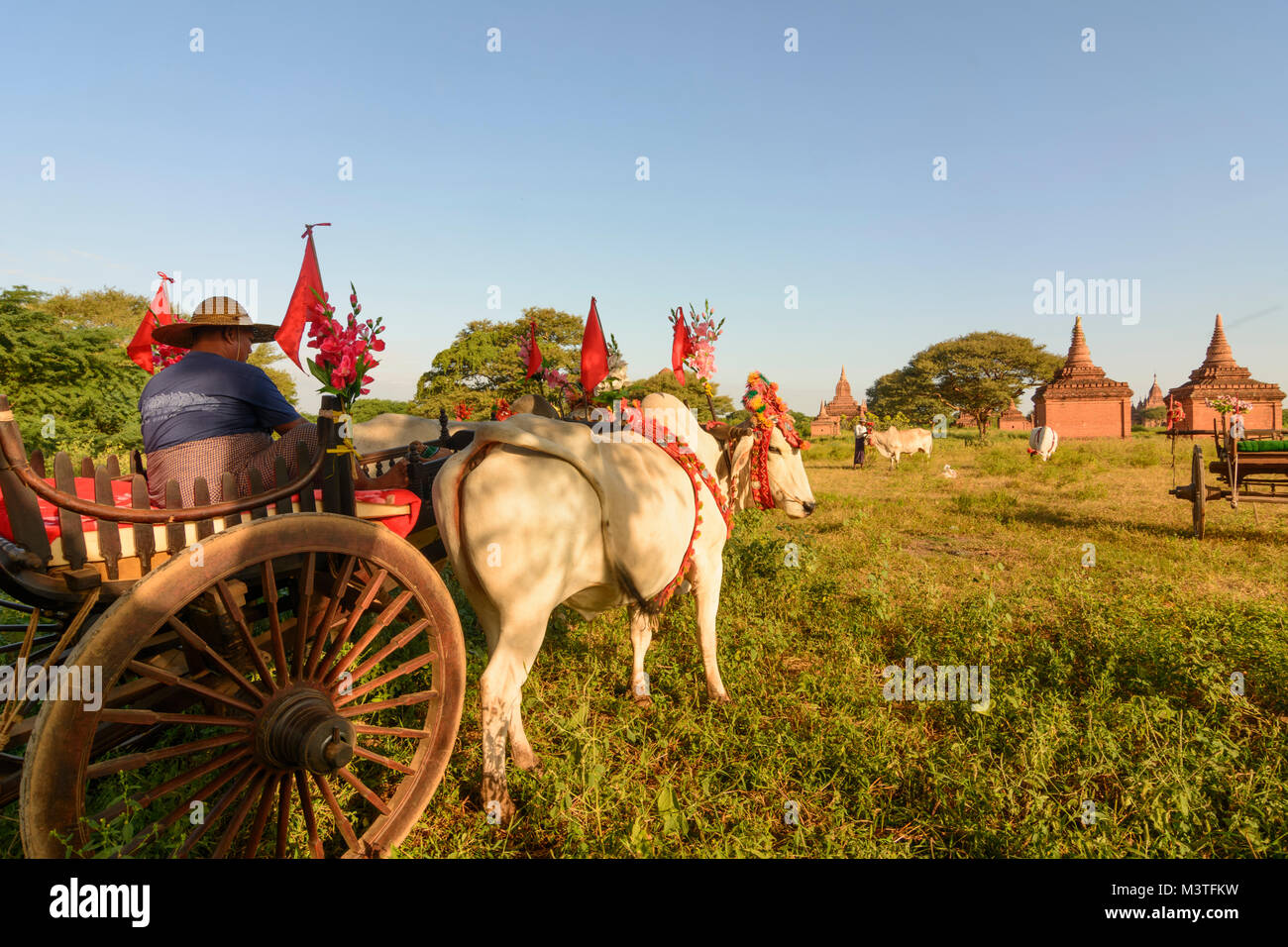 Bagan: oxcart decorated for event like a marriage, driver, stupas ...