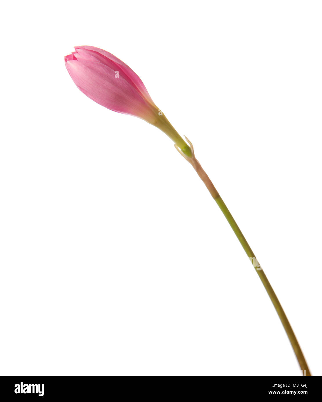 Pink lily isolated on a white background. Zephyranthes rosea Unopened flower pink lily Stock Photo