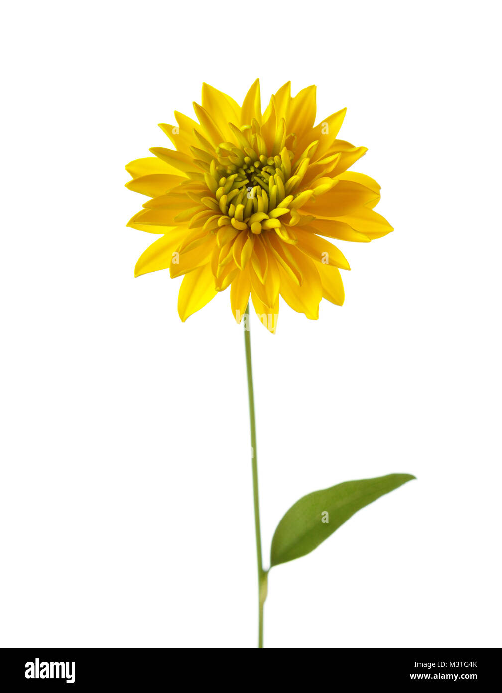 Yellow  flower ( Hortensia Golden Glow) isolated on white background Stock Photo
