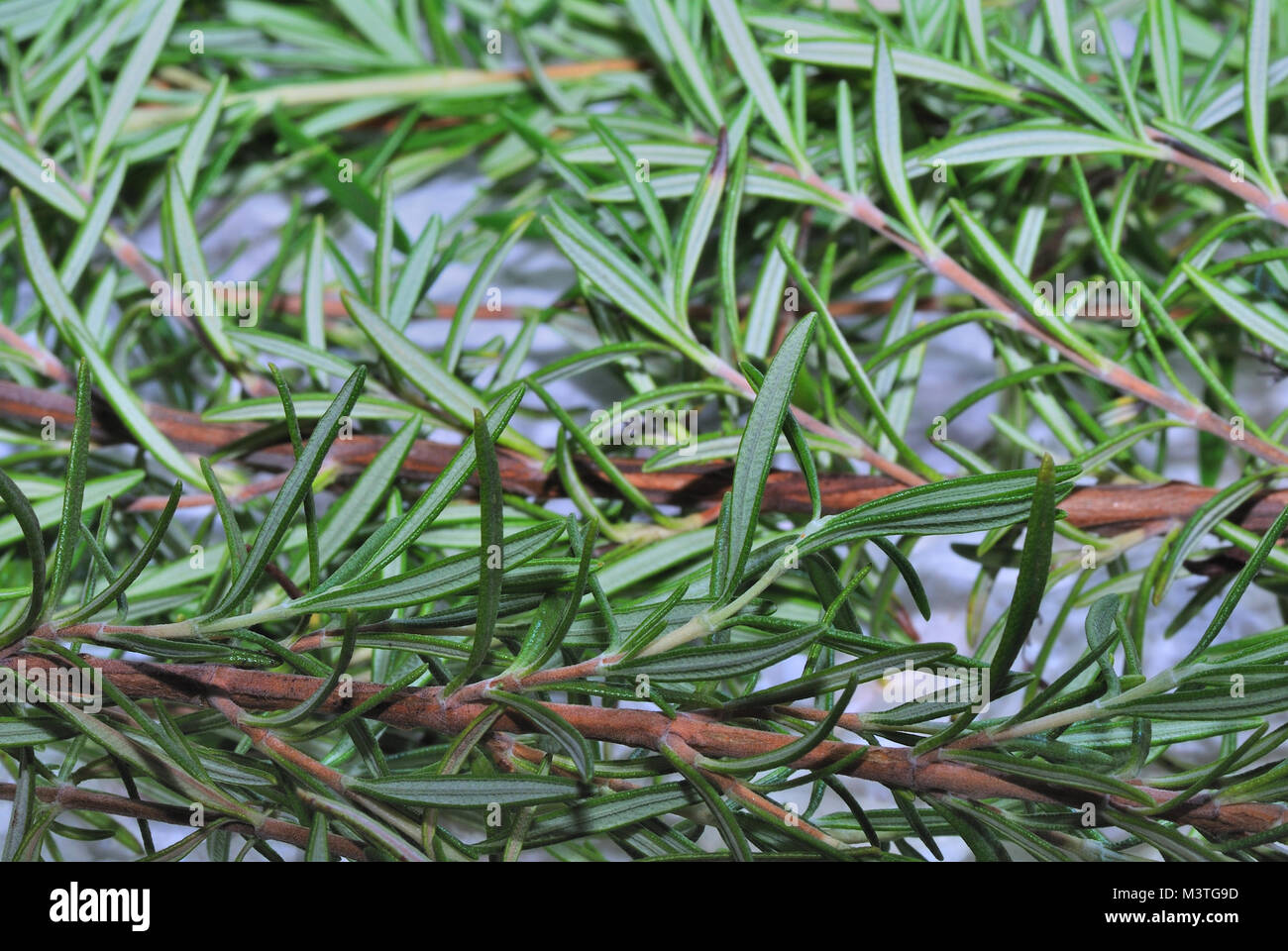 rosemary spice to a boil and season Stock Photo Alamy