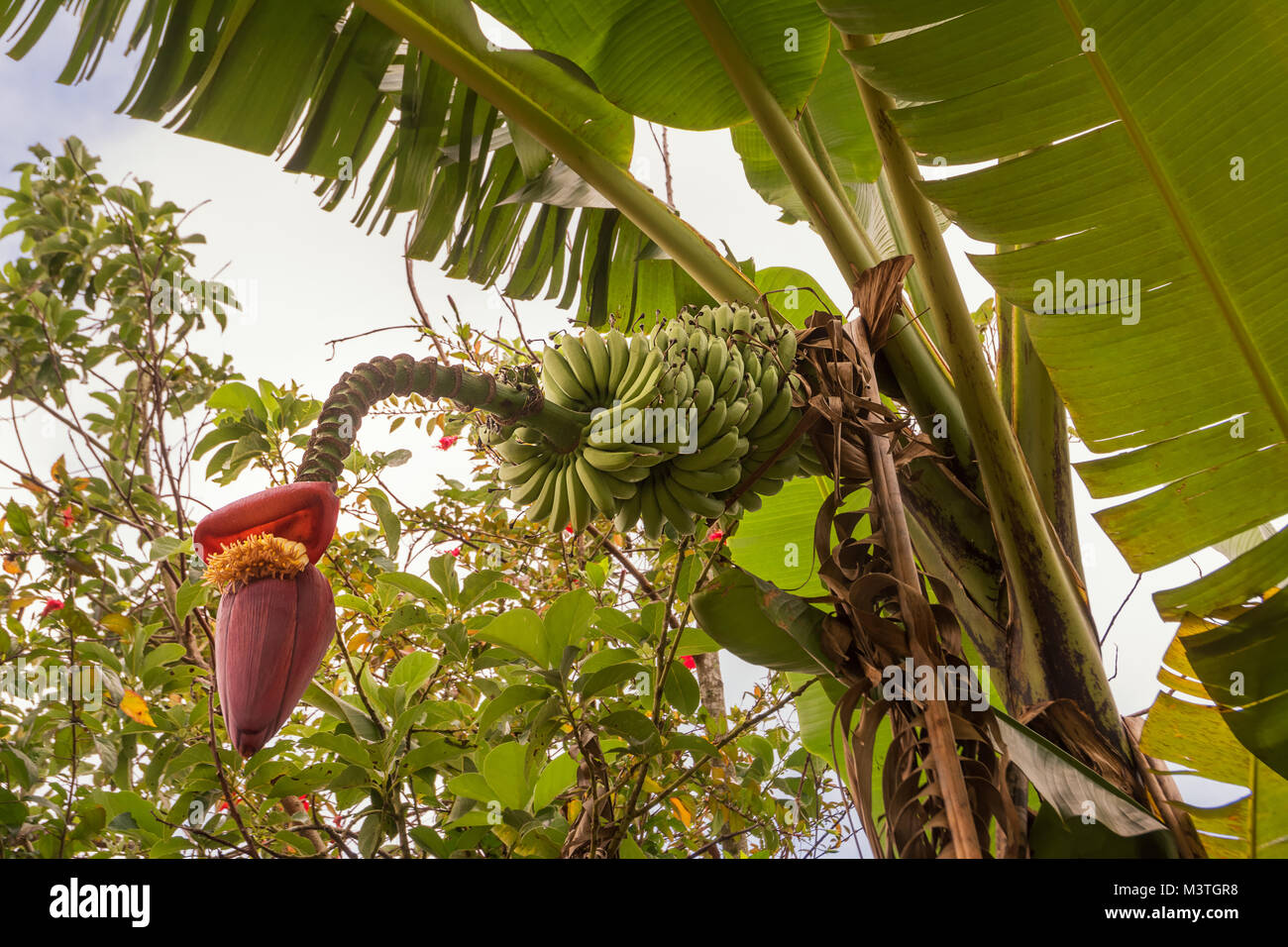banana flower and banana growing on the tree Stock Photo Alamy