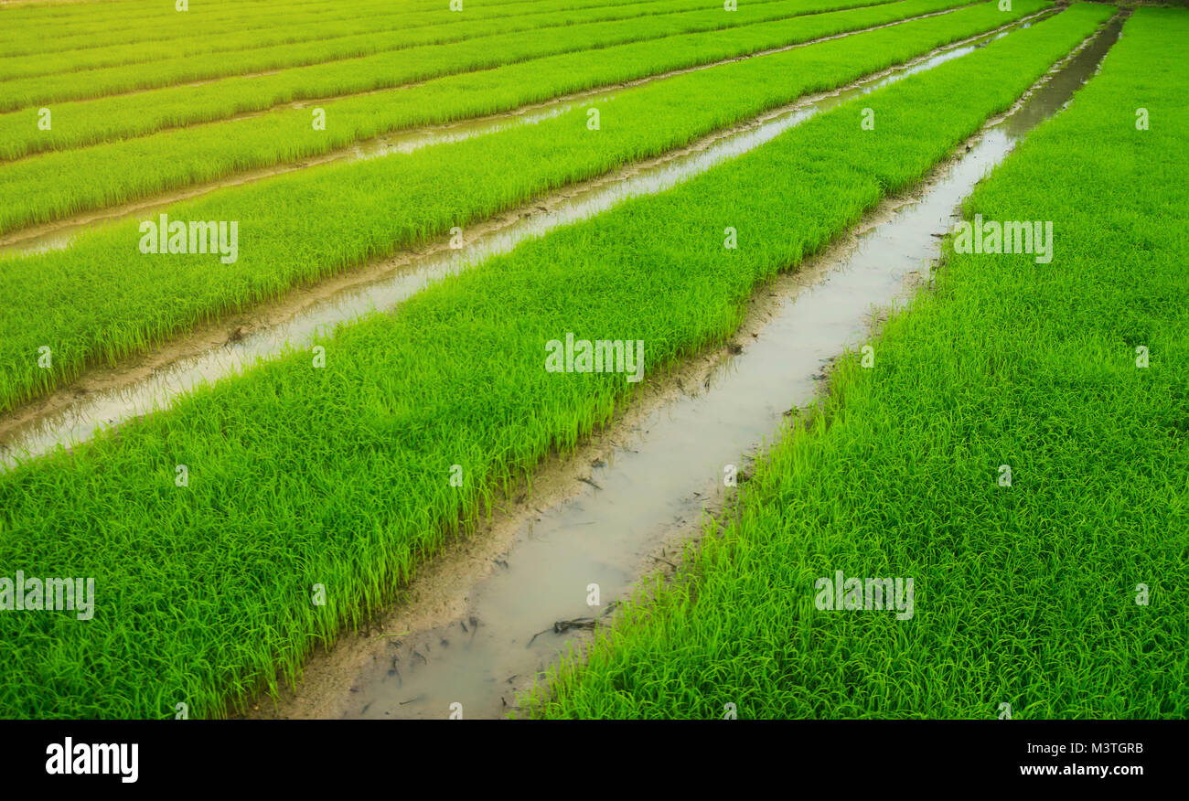 green field Agriculture landscape, plant farm Stock Photo