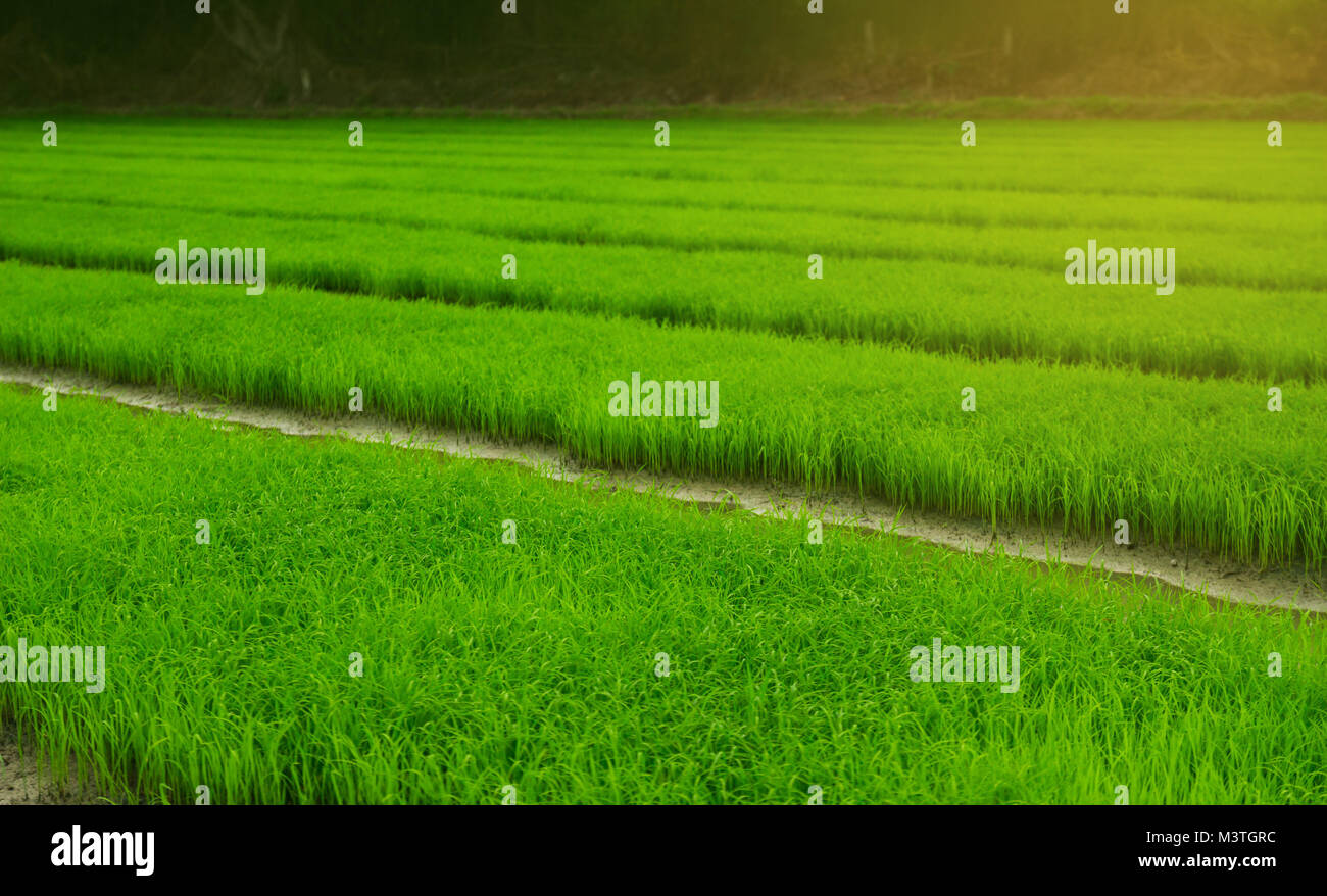 green field Agriculture landscape, plant farm Stock Photo