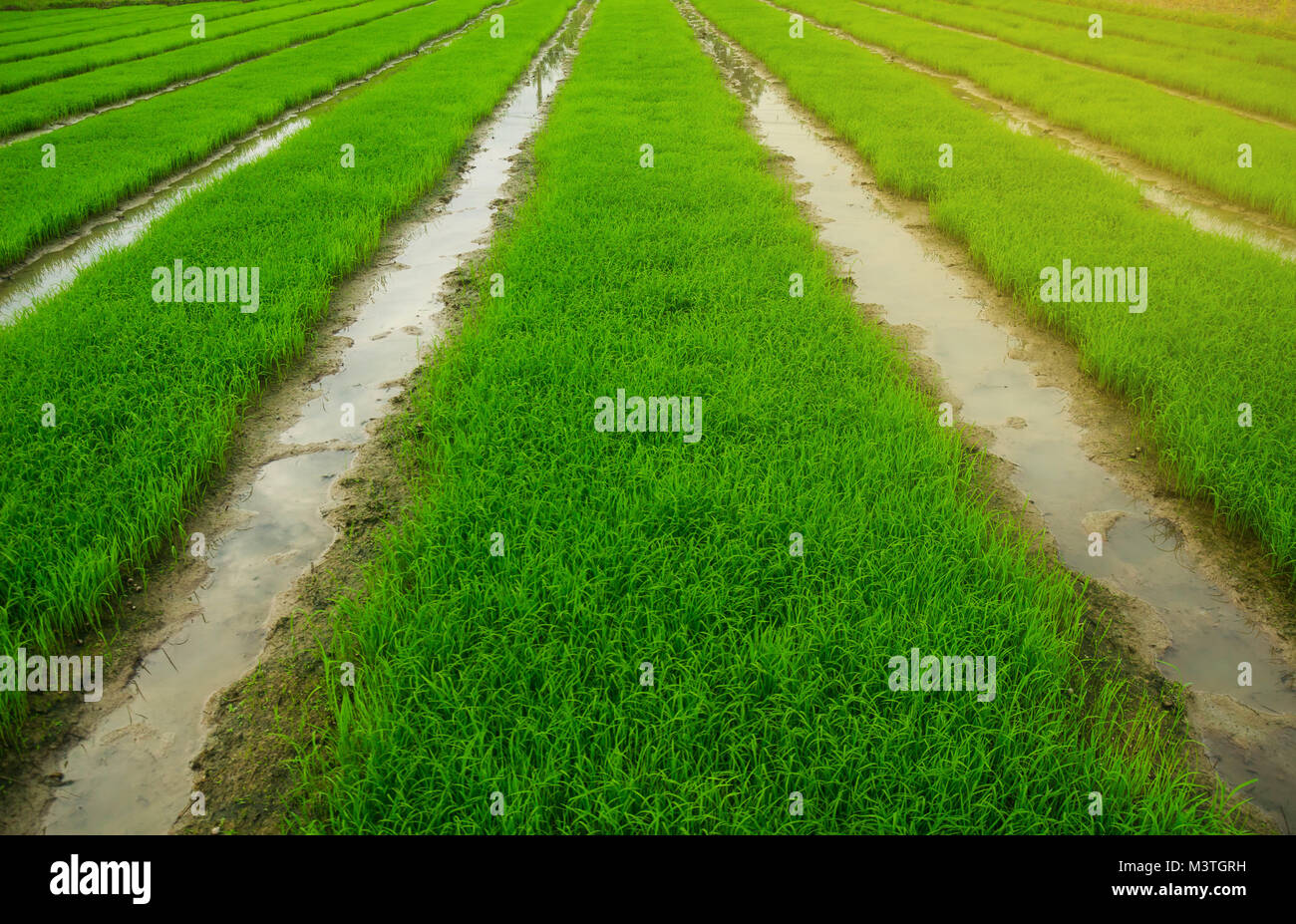 green field Agriculture landscape, plant farm Stock Photo