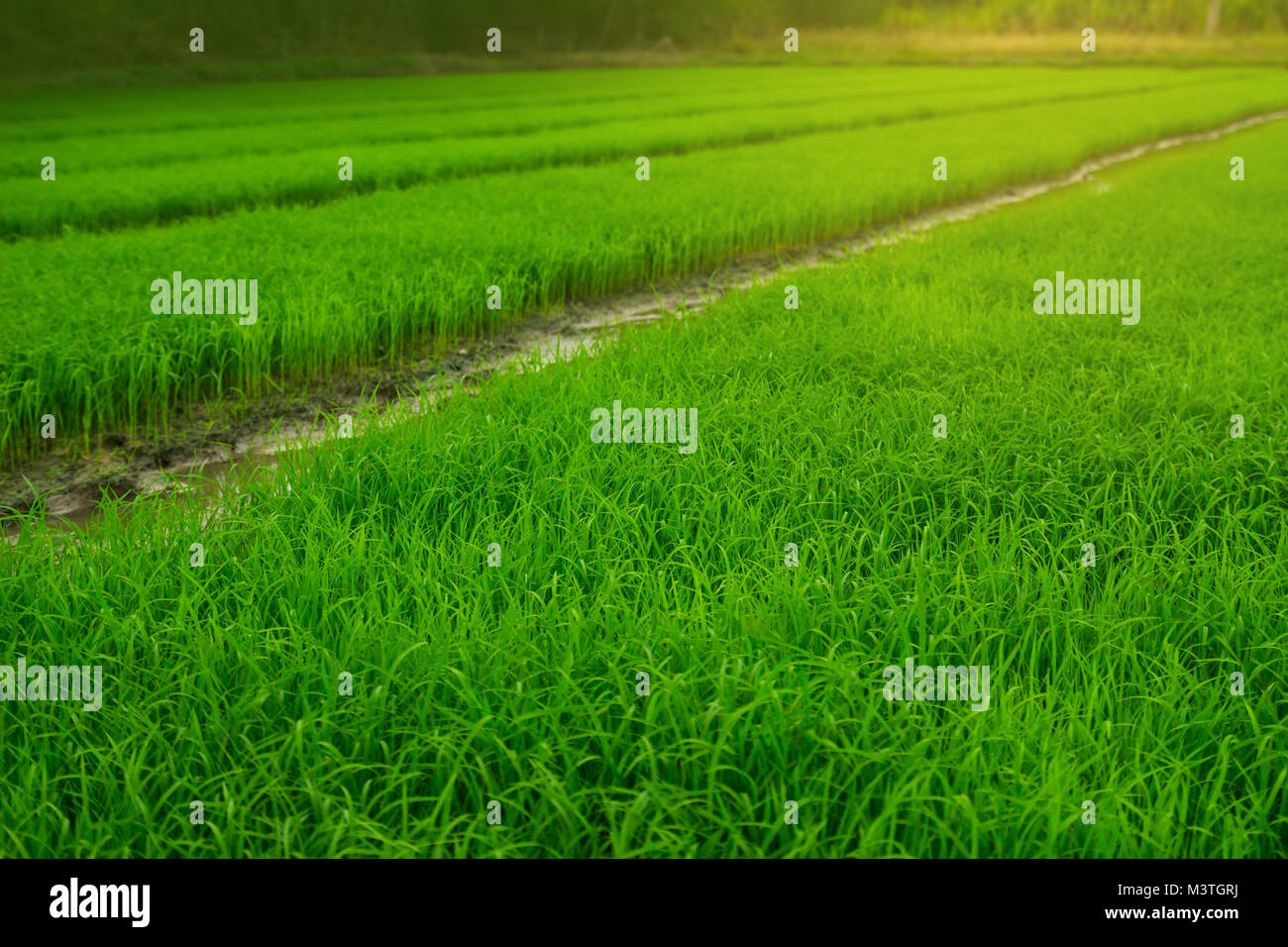 green field Agriculture landscape, plant farm Stock Photo