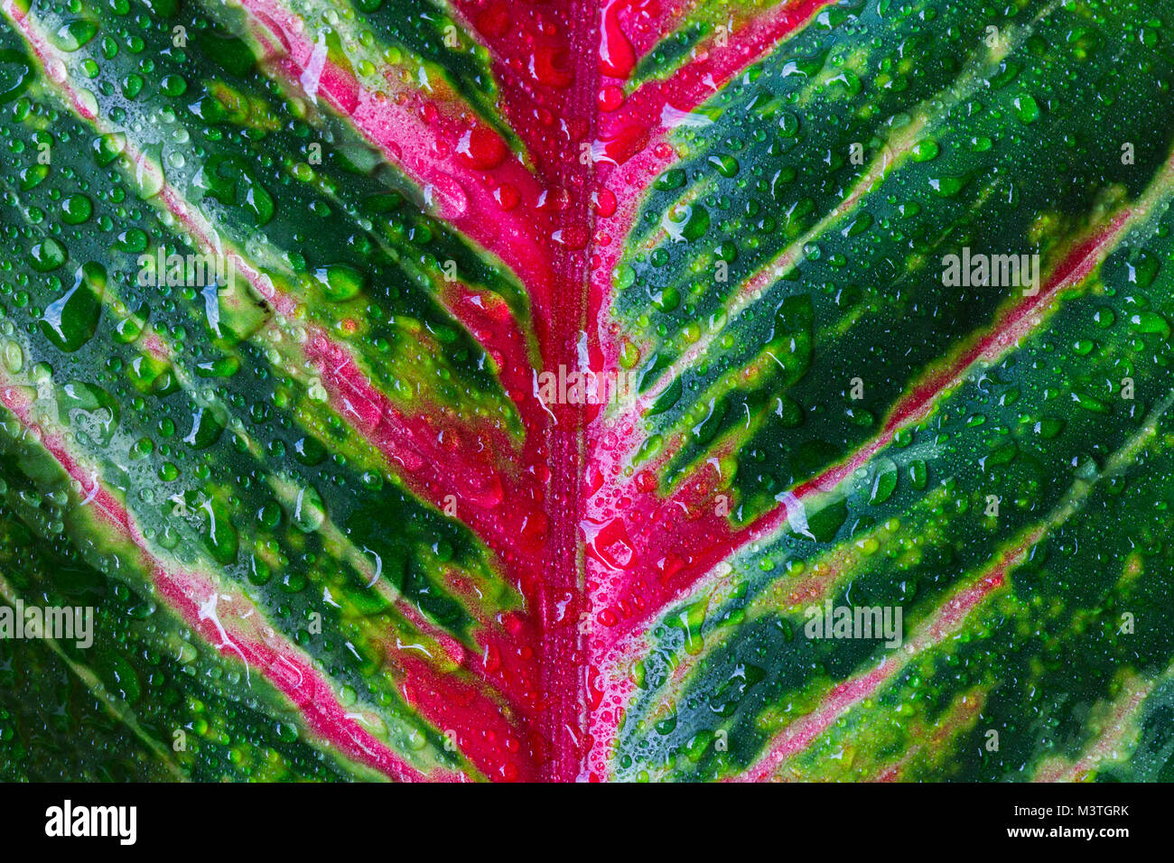 Aglaonema, Green leaf tree plant fresh nature, garden decoration Stock Photo