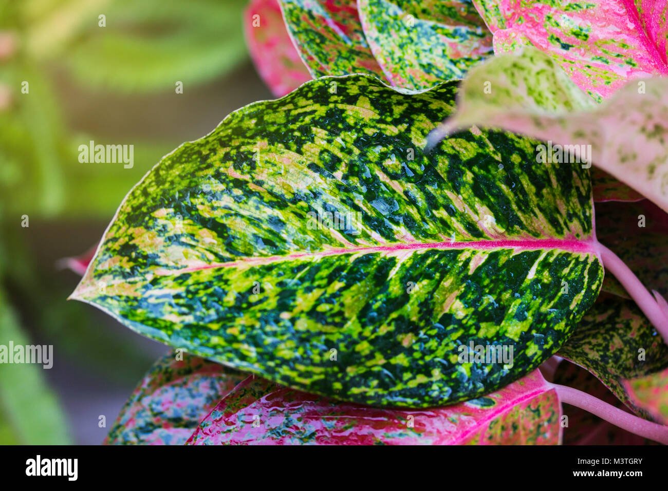 Aglaonema, Green leaf tree plant fresh nature, garden decoration Stock Photo