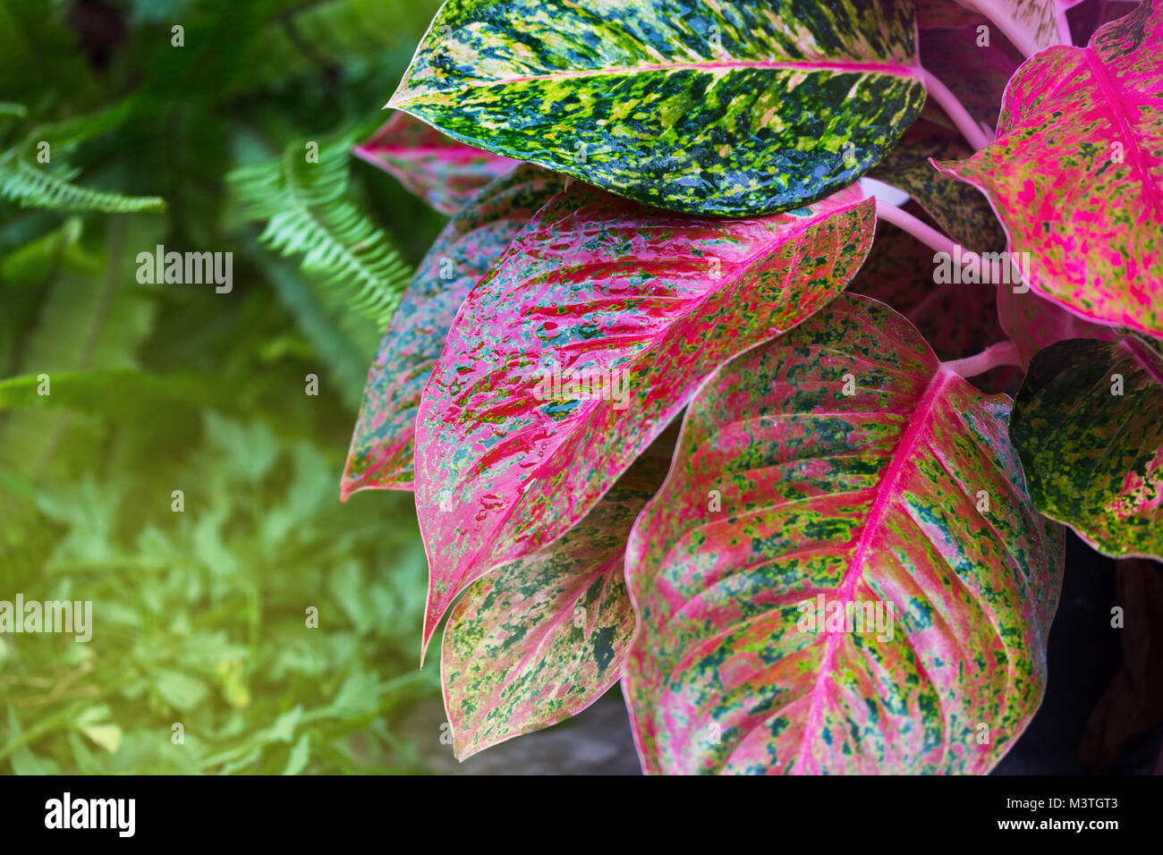 Aglaonema, Green leaf tree plant fresh nature, garden decoration Stock Photo
