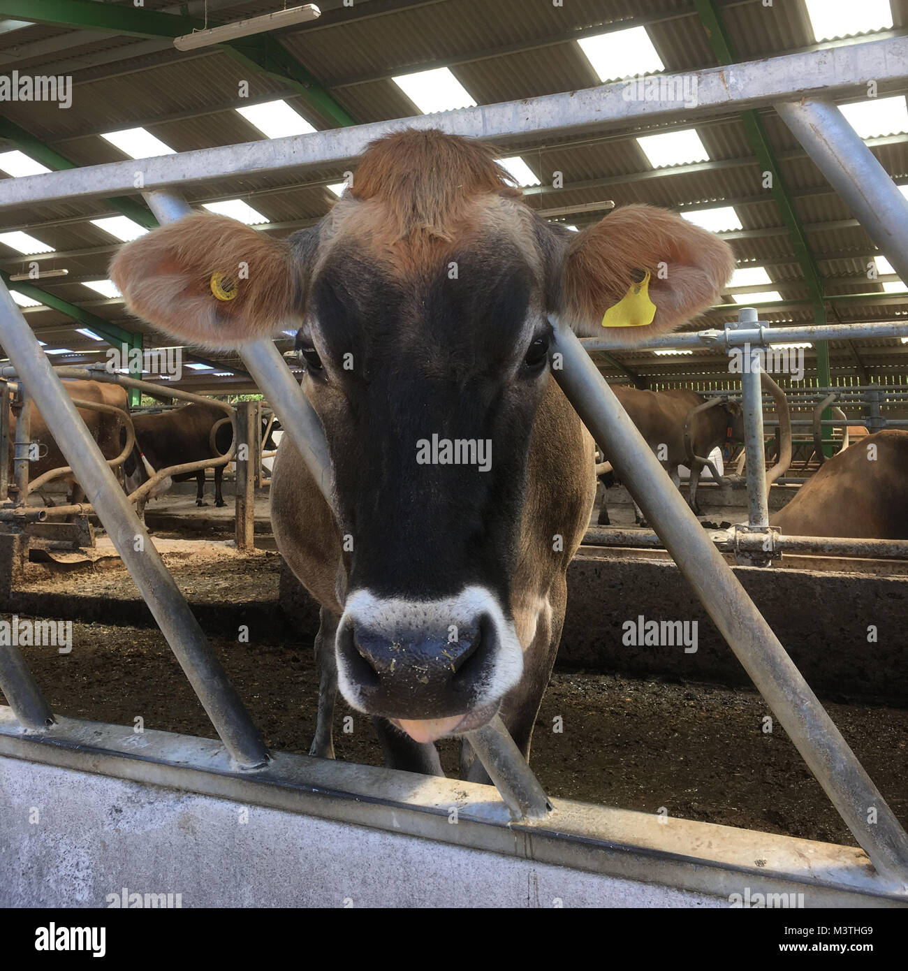 Jersey Cows eating, Jersey, Channel Islands, United Kingdom Stock Photo