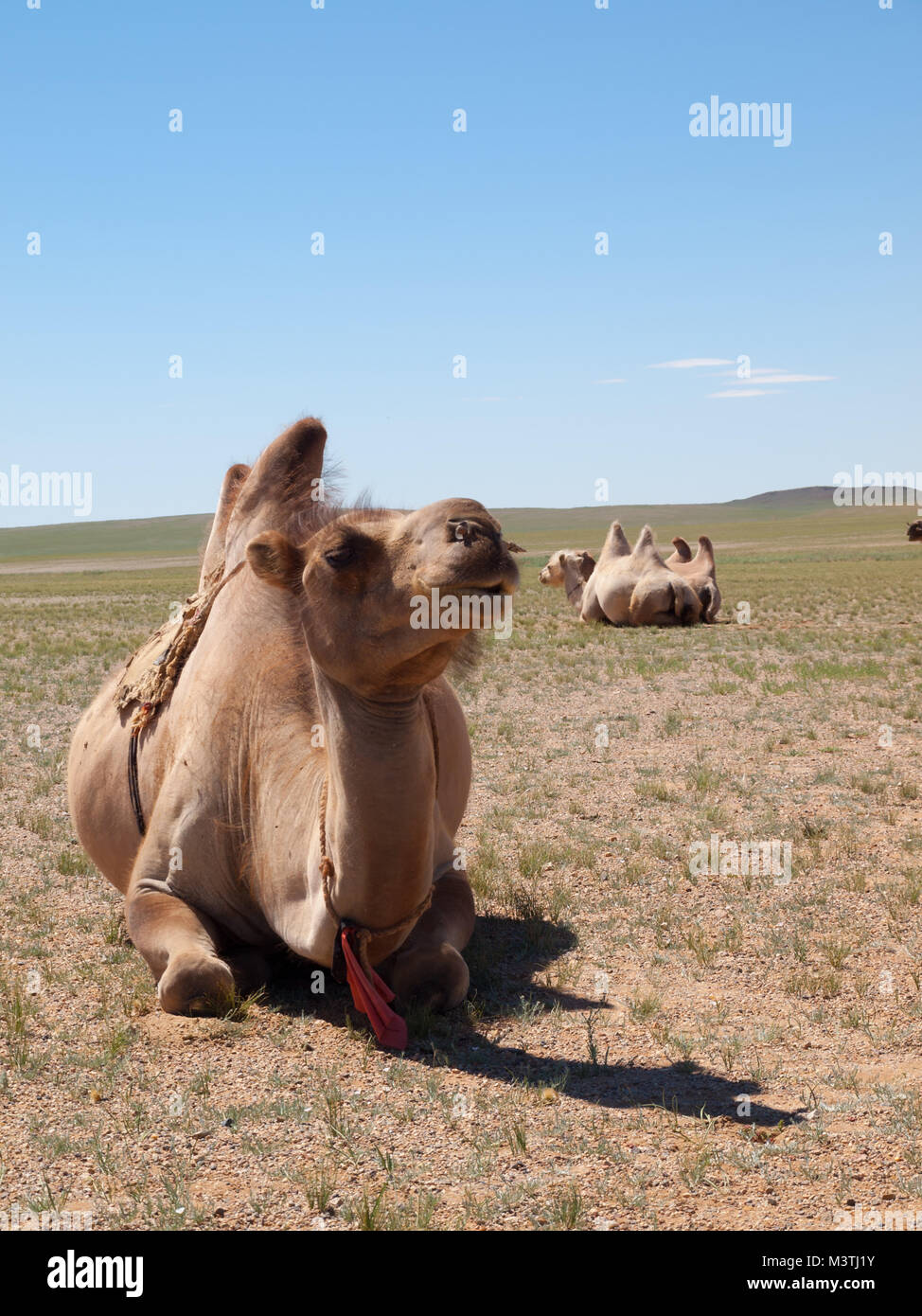 Camel in Gobi desert Stock Photo