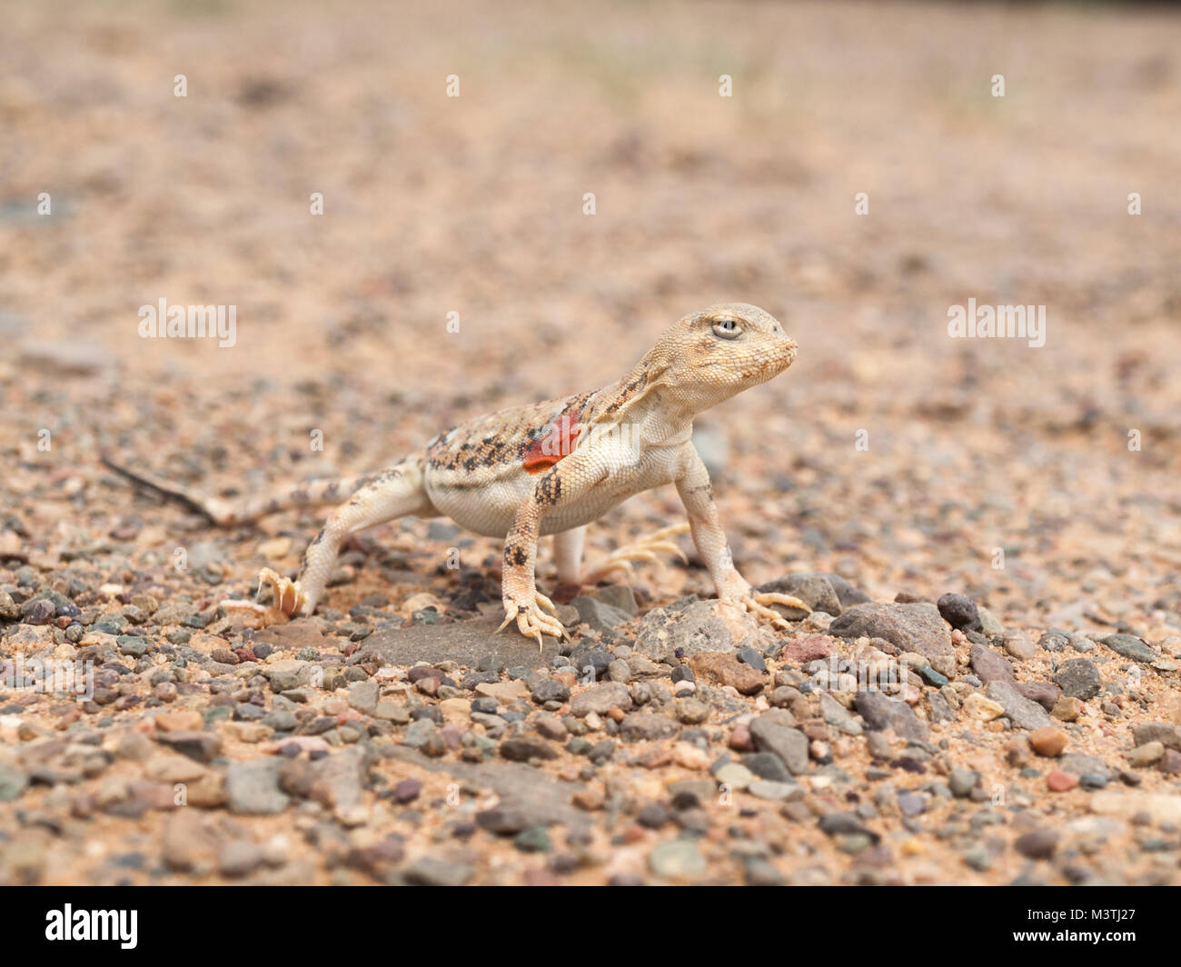 Gobi desert lizard Stock Photo