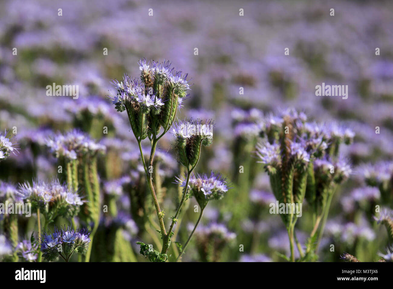 Purple nectarrich flowers of Phacelia tanacetifolia, also called Lacy