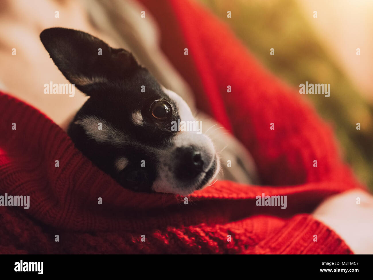 Girl dog jacket hires stock photography and images Alamy