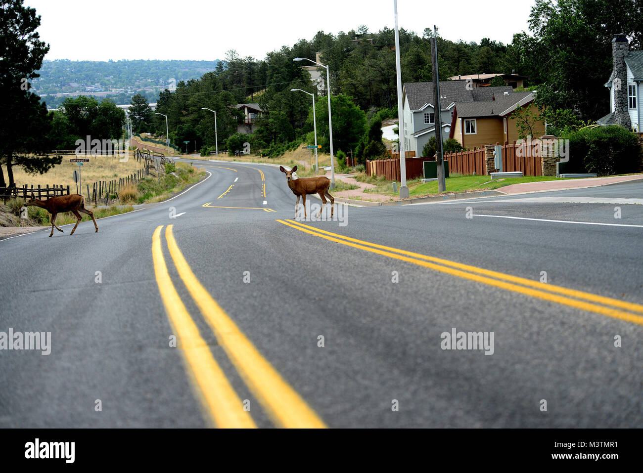 A couple of deer cross the road of an evacuated neighborhood in the Mount St. Francis area of Colorado Springs, Colo., while firefighters continue to battle several fires in Waldo Canyon. The Waldo Canyon fire had grown to more than 18,500 acres and burned more than 300 homes. (U.S. Air Force Photo by Master Sgt. Jeremy Lock) HotShots009 by AirmanMagazine Stock Photo