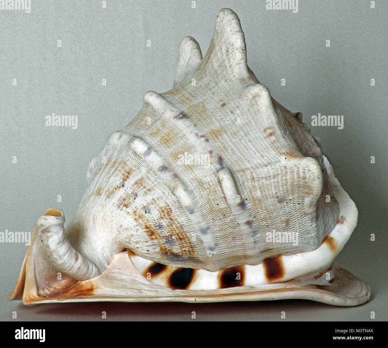 Color image of horned helmet sea shell with row of large shoulder tubercles, Stock Photo