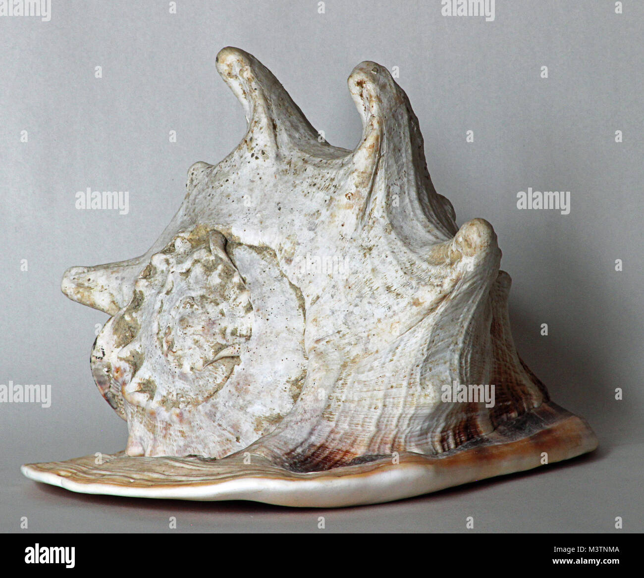 Color image of  horned helmet sea shell,  with row of large shoulder tubercles, Stock Photo