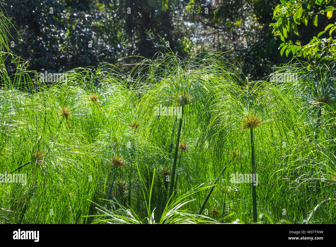 Nature scenes in a North Florida garden setting. Stock Photo