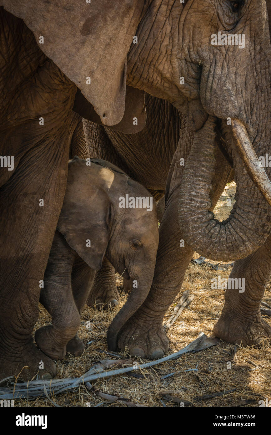 A small elephant calf (Loxodonta africana) shelters for security among the towering legs of two adult elephant cows. Stock Photo