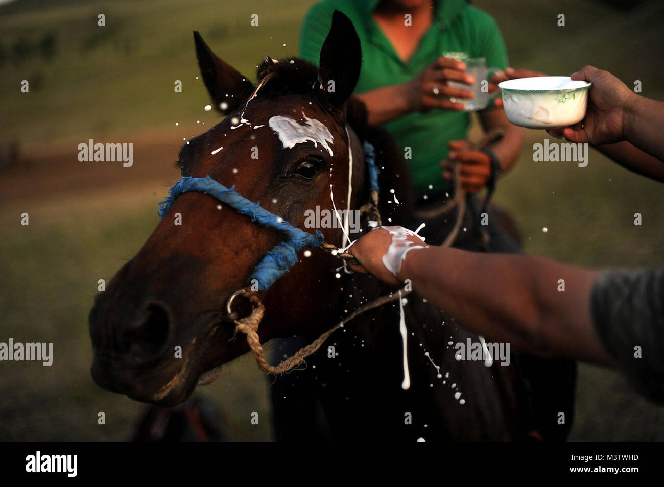 Milk is poured over the head of the winning horse as a sign of good luck after a race. Horses are greatly cherished in Mongolian culture, especially by the nomads because horses are very useful to people's daily lives and livelihood. Horse racing is the second most popular event in Mongolia, after traditional wrestling. Mongol horses were a key factor during the 13th century conquest of the Mongol Empire. There is a traditional saying in Mongolian: 'A Mongol without a horse is like a bird without the wings.'  Nomads with many horses are considered wealthy, and having many horses in good shape  Stock Photo