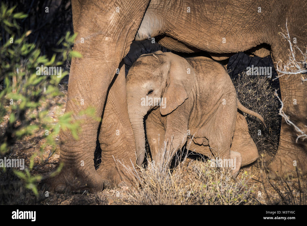 Elephant calves under a year old will very rarely stray far from their mother's side, prefering the security right underneath the mother's belly. Stock Photo