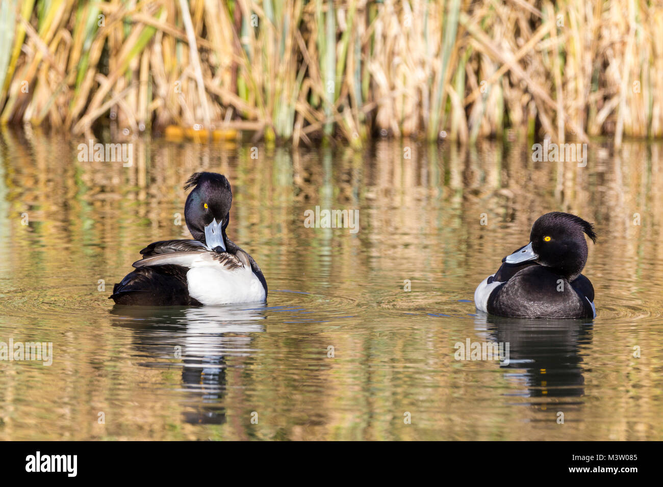 Male Tufted ducks grooming on a sunny winter day showing tufted crests on the head and blue grey black tipped bill. Black and white with yellow eyes Stock Photo