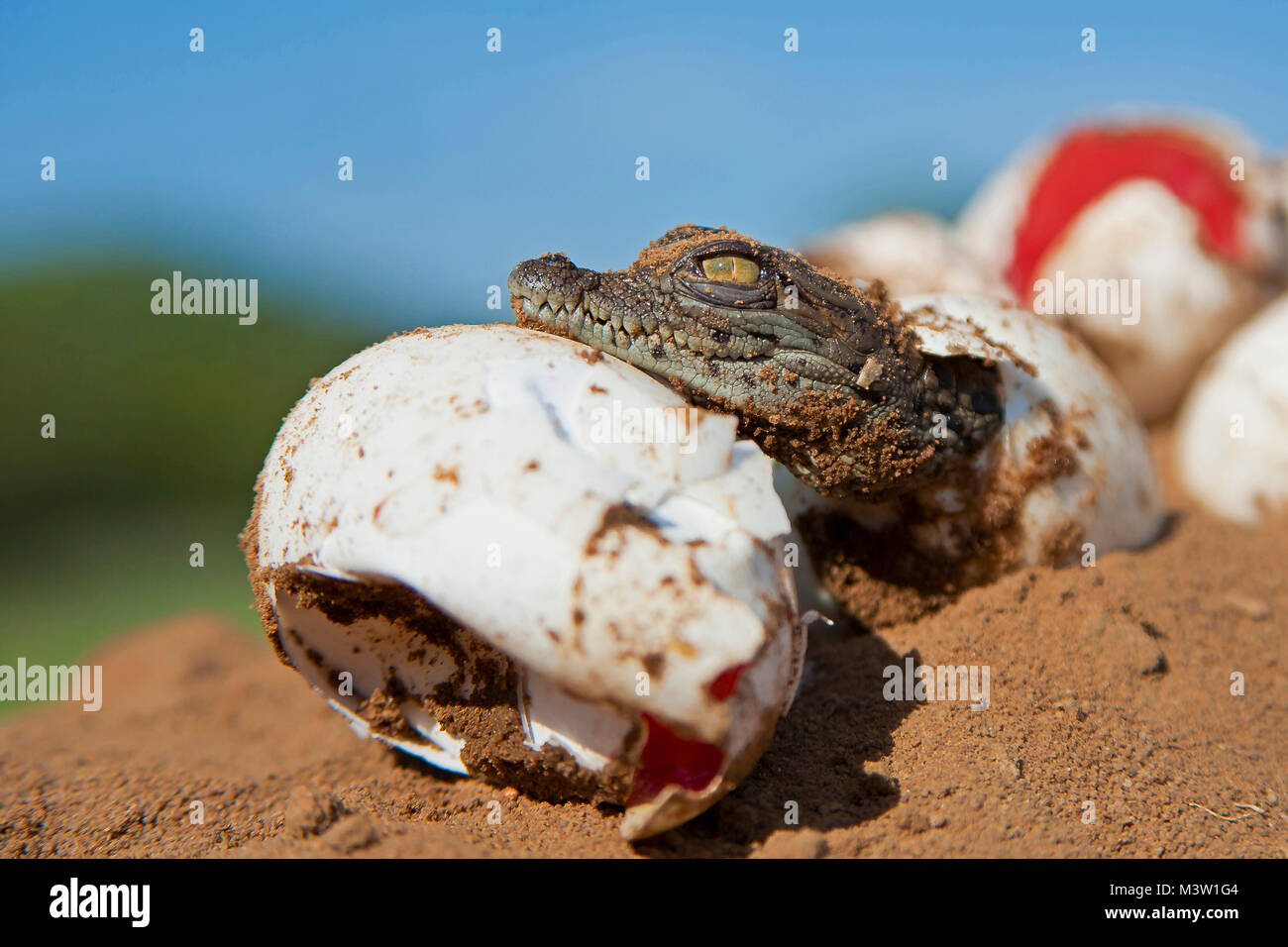 Nile Crocodile hatching. Stock Photo