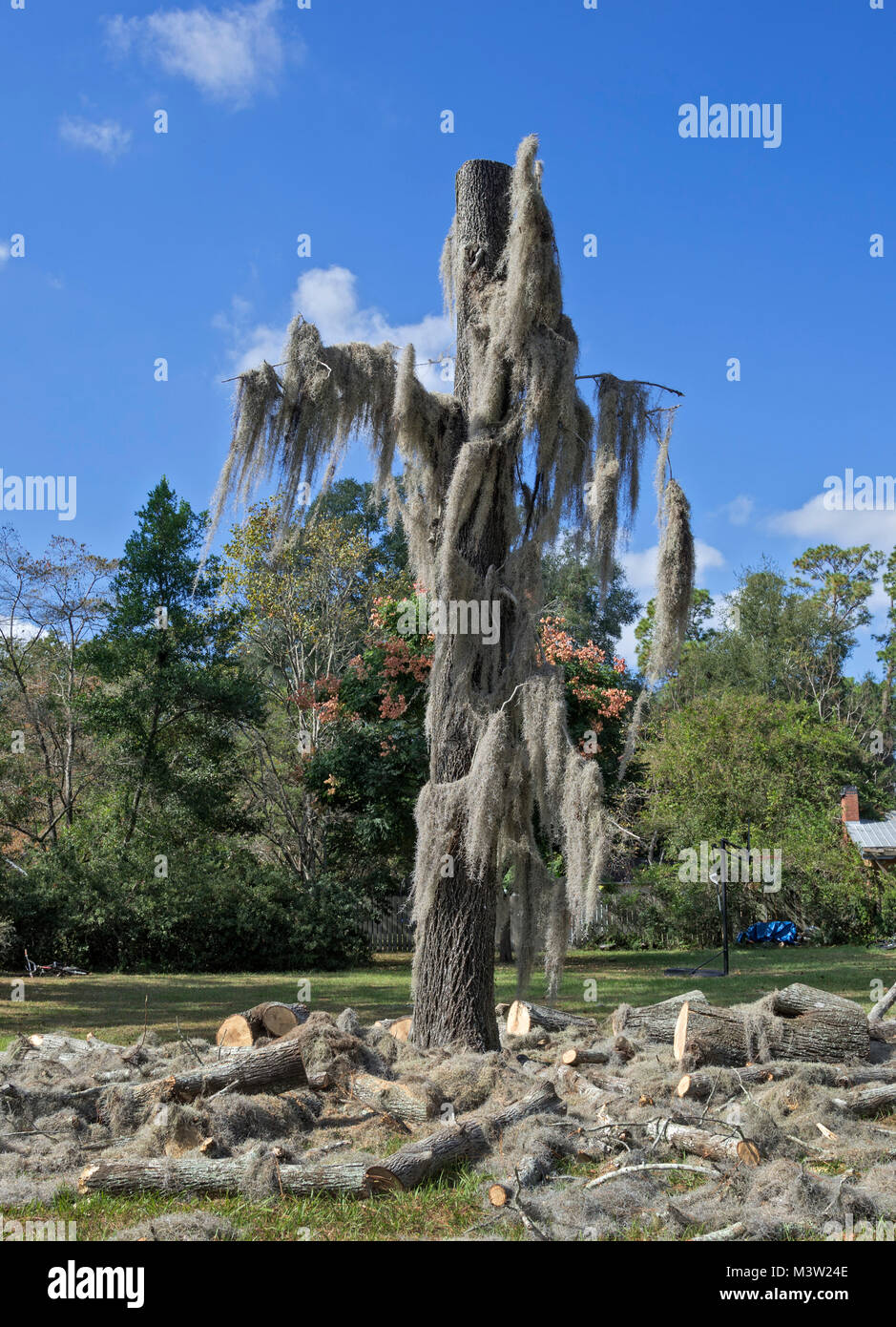 Cutting down a large, moss-covered, old oak tree in North Central Florida. Stock Photo