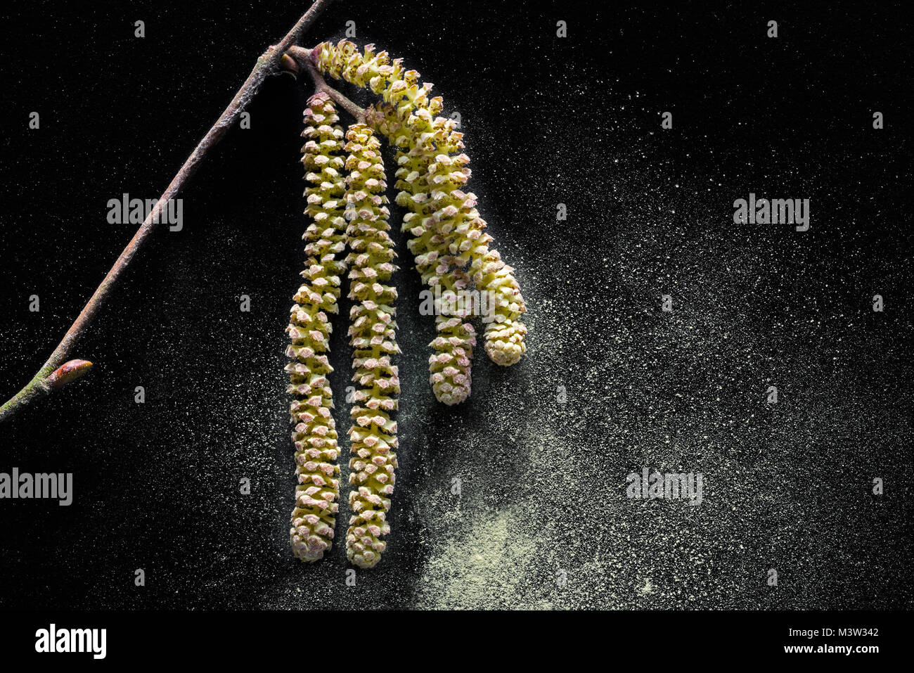 Common hazel (Corylus avellana) close up of male catkins dispersing pollen in early spring Stock Photo
